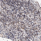 Immunohistochemical staining of human tonsil shows moderate nuclear positivity in non-germinal center cells.