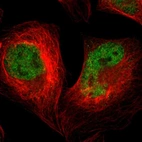 Immunofluorescent staining of human cell line U-2 OS shows localization to nucleoplasm.