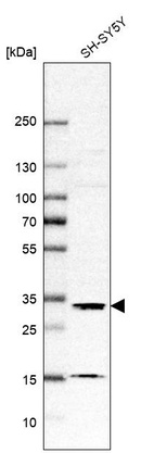 Western blot analysis in human cell line SH-SY5Y.