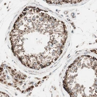 Immunohistochemical staining of human testis shows strong granular cytoplasmic positivity in cells in seminiferous ducts and Leydig cells..
