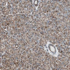 Immunohistochemical staining of human pancreas shows moderate granular cytoplasmic positivity.