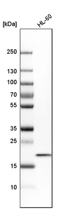 Western blot analysis in human cell line HL-60.