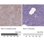 Anti-MLC1 Antibody