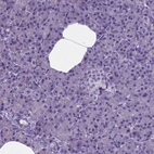 Immunohistochemical staining of human pancreas shows no positivity in exocrine glandular cells as expected.