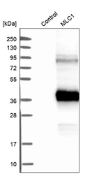 Western blot analysis in control (vector only transfected HEK293T lysate) and MLC1 over-expression lysate (Co-expressed with a C-terminal myc-DDK tag (~3.1 kDa) in mammalian HEK293T cells, LY408351).