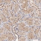 Immunohistochemical staining of human kidney shows moderate cytoplasmic positivity in cells in tubules.