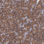 Anti-BAIAP2L2 Antibody