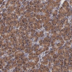 Immunohistochemical staining of human pancreas shows strong cytoplasmic positivity in exocrine glandular cells.