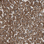 Anti-TST Antibody