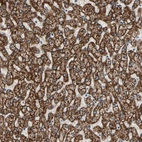 Immunohistochemical staining of human liver shows strong cytoplasm granular positivity in hepatocytes.