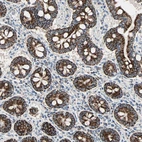 Immunohistochemical staining of human small intestine shows strong cytoplasm granular positivity in glandular cells.