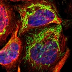 Immunofluorescent staining of human cell line A-431 shows localization to mitochondria.