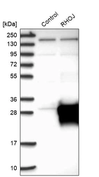 Western blot analysis in control (vector only transfected HEK293T lysate) and RHOJ over-expression lysate (Co-expressed with a C-terminal myc-DDK tag (~3.1 kDa) in mammalian HEK293T cells, LY412401).