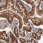 Anti-CASP1 Antibody