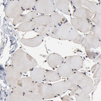 Anti-CASP1 Antibody