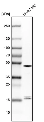Western blot analysis in human cell line U-937 MG.