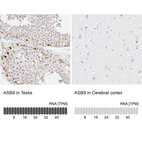 Anti-ASB9 Antibody