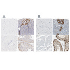 Immunohistochemical staining of human cerebral cortex, pancreas, skeletal muscle and testis using Anti-ASB9 antibody HPA003060 (A) shows similar protein distribution across tissues to independent antibody HPA003014 (B).