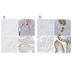 Immunohistochemical staining of human cerebral cortex, pancreas, skeletal muscle and testis using Anti-ASB9 antibody HPA003060 (A) shows similar protein distribution across tissues to independent antibody HPA003014 (B).