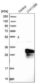 Western blot analysis in control (vector only transfected HEK293T lysate) and LY411359 over-expression lysate (Co-expressed with a C-terminal myc-DDK tag (~3.1 kDa) in mammalian HEK293T cells, LY411359).