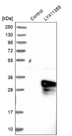 Western blot analysis in control (vector only transfected HEK293T lysate) and LY411359 over-expression lysate (Co-expressed with a C-terminal myc-DDK tag (~3.1 kDa) in mammalian HEK293T cells, LY411359).