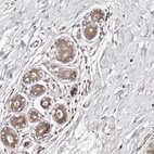 Anti-MDP1 Antibody