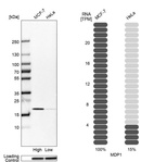 Anti-MDP1 Antibody