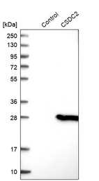Anti-CSDC2 Antibody