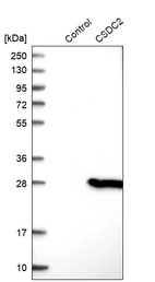 Western blot analysis in control (vector only transfected HEK293T lysate) and CSDC2 over-expression lysate (Co-expressed with a C-terminal myc-DDK tag (~3.1 kDa) in mammalian HEK293T cells, LY415263).