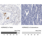 Anti-HORMAD2 Antibody