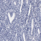 Immunohistochemical staining of human endometrium shows no cytoplasmic positivity in glandular cells as expected.