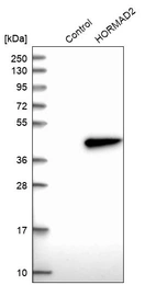 Western blot analysis in control (vector only transfected HEK293T lysate) and HORMAD2 over-expression lysate (Co-expressed with a C-terminal myc-DDK tag (~3.1 kDa) in mammalian HEK293T cells, LY407512).