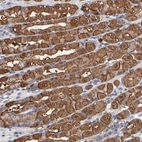Immunohistochemical staining of human stomach shows strong granular cytoplasmic positivity in glandular cells.