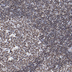 Anti-THAP7 Antibody