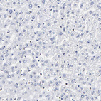 Anti-THAP7 Antibody