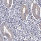 Immunohistochemical staining of human endometrium shows weak cytoplasmic positivity in glandular cells.