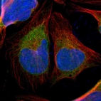 Immunofluorescent staining of human cell line U-2 OS shows localization to nucleoli & endoplasmic reticulum.