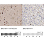 Anti-STON2 Antibody