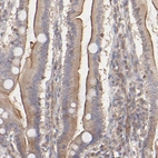 Immunohistochemical staining of human duodenum shows moderate positivity in apical membrane in glandular cells.
