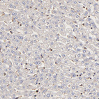 Anti-STON2 Antibody