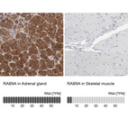 Anti-RAB9A Antibody