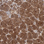 Immunohistochemical staining of human adrenal gland shows high expression.