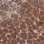 Anti-RAB9A Antibody