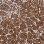 Immunohistochemical staining of human adrenal gland shows high expression.