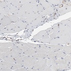 Anti-RAB9A Antibody