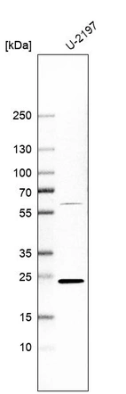Western blot analysis in human cell line U-2197.