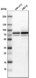Western blot analysis in mouse cell line NIH-3T3 and rat cell line NBT-II.
