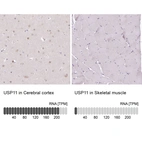 Anti-USP11 Antibody