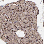 Anti-WDR25 Antibody