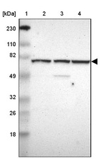 Anti-WDR25 Antibody